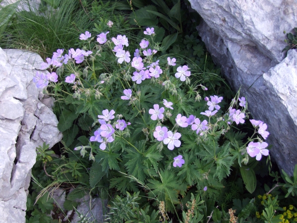Fioriture in quota